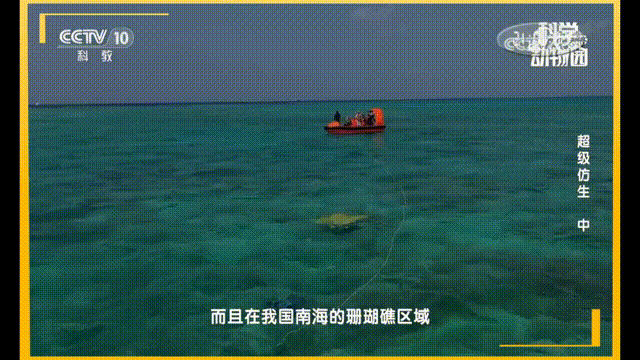控制仿蝠鲼機器人胸鰭模擬神經信號實現節(jié)律性運動,.gif
